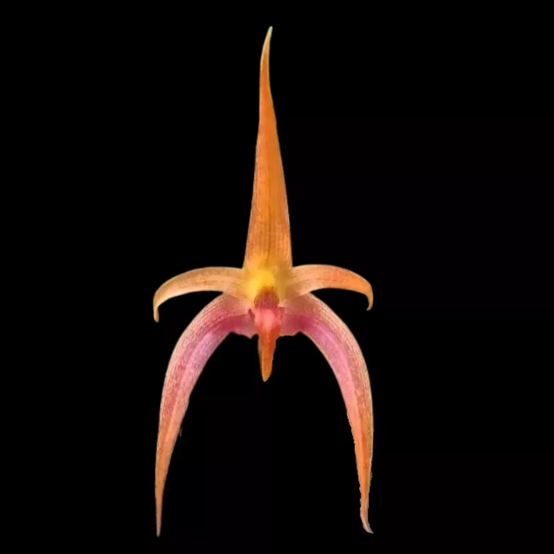 Bulbophyllum lobbii x Bulbophyllum echinolabium