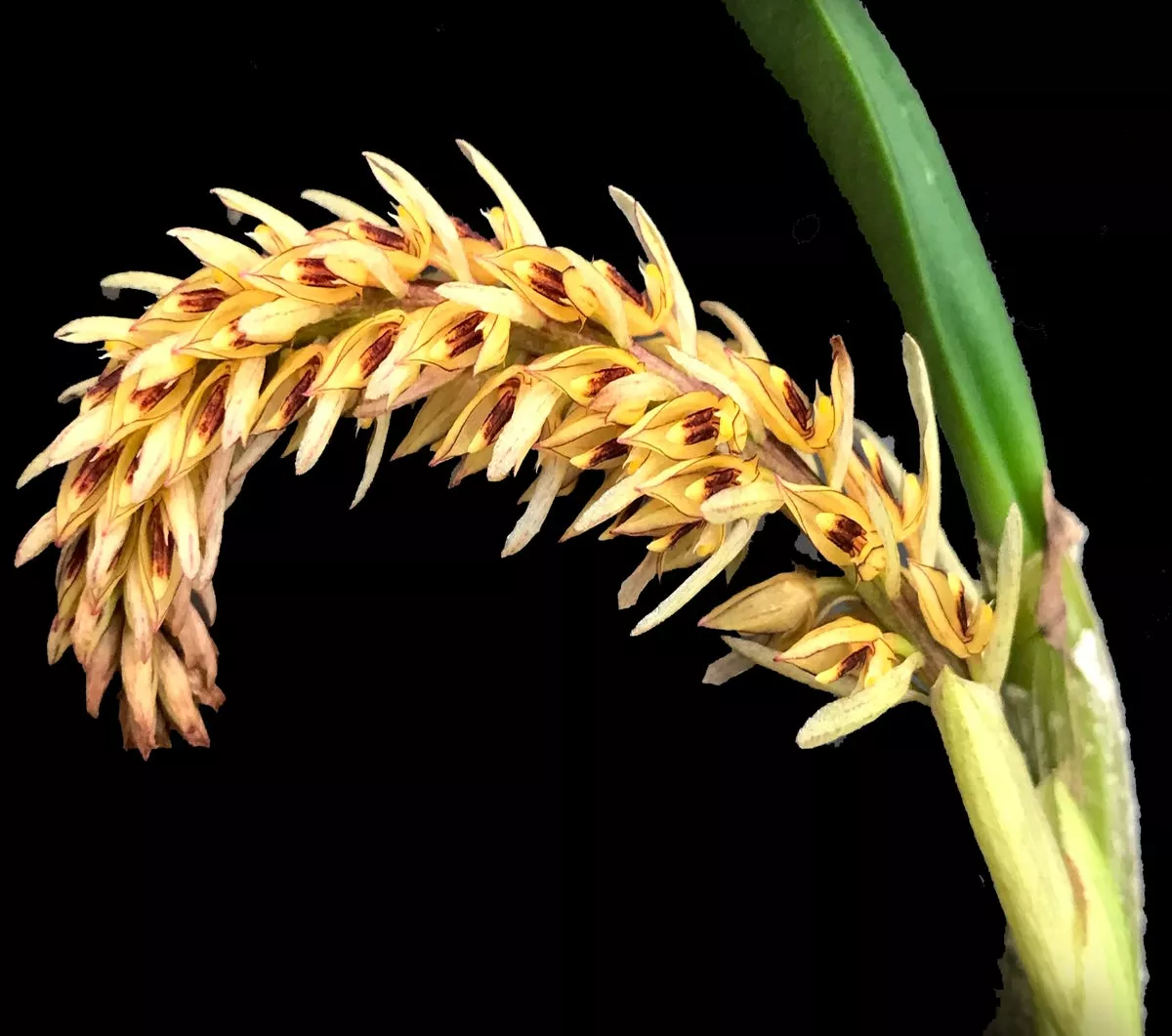 Bulbophyllum macrocoleum