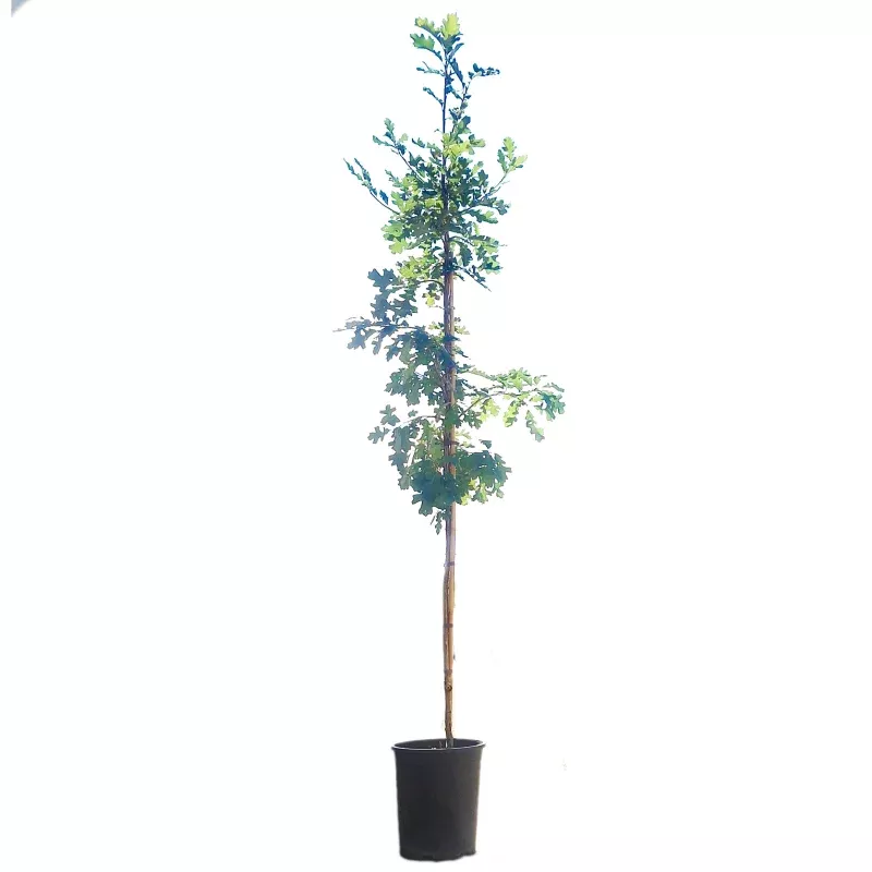 Bur Oak, 5 gal