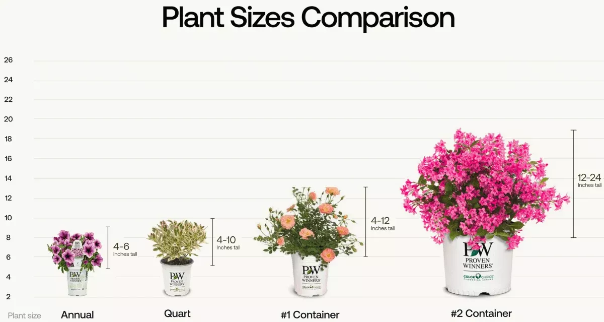 Butter Pecan Double Coded Coneflower