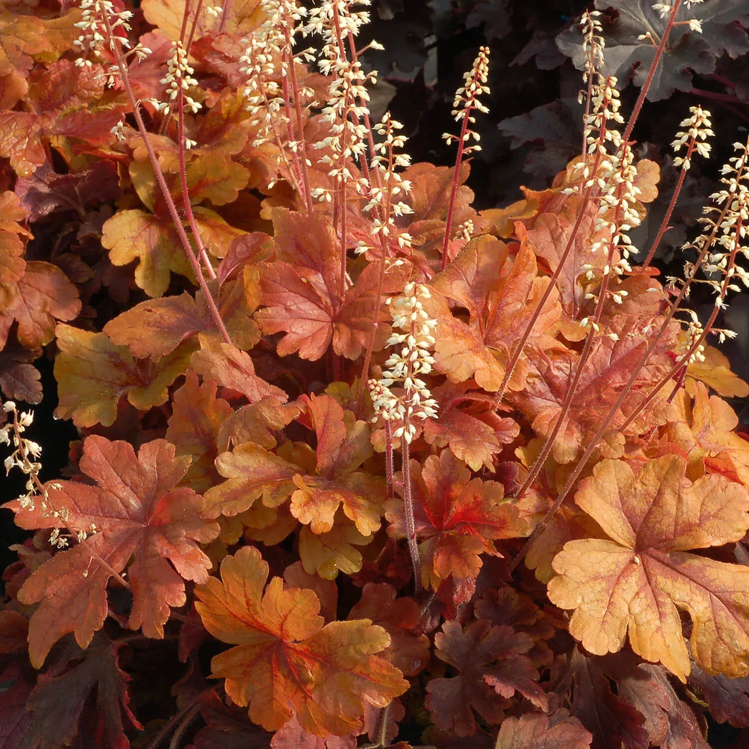 Buttered Rum Heucherella