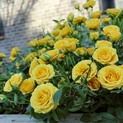 Buttermint Miniature Rose