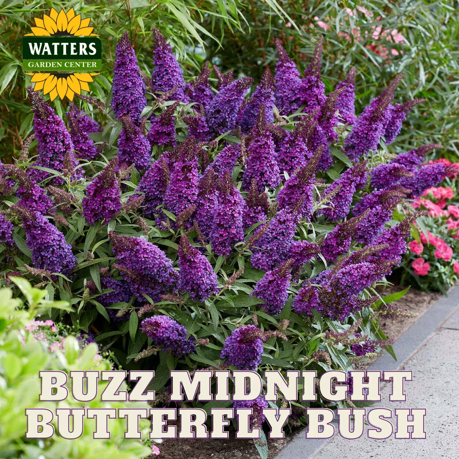 BUZZ MIDNIGHT BUTTERFLY BUSH 3gal