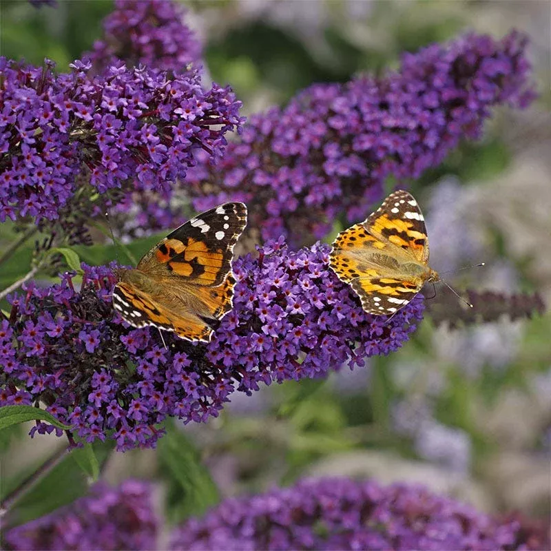 Buzz Midnight Butterfly Bush