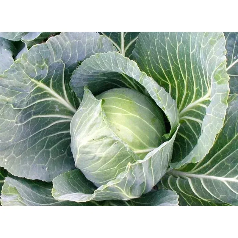 Cabbage Seeds - 1000+ Count - Early Jersey Wakefield - Heirloom - NON-GMO - Fresh Seeds