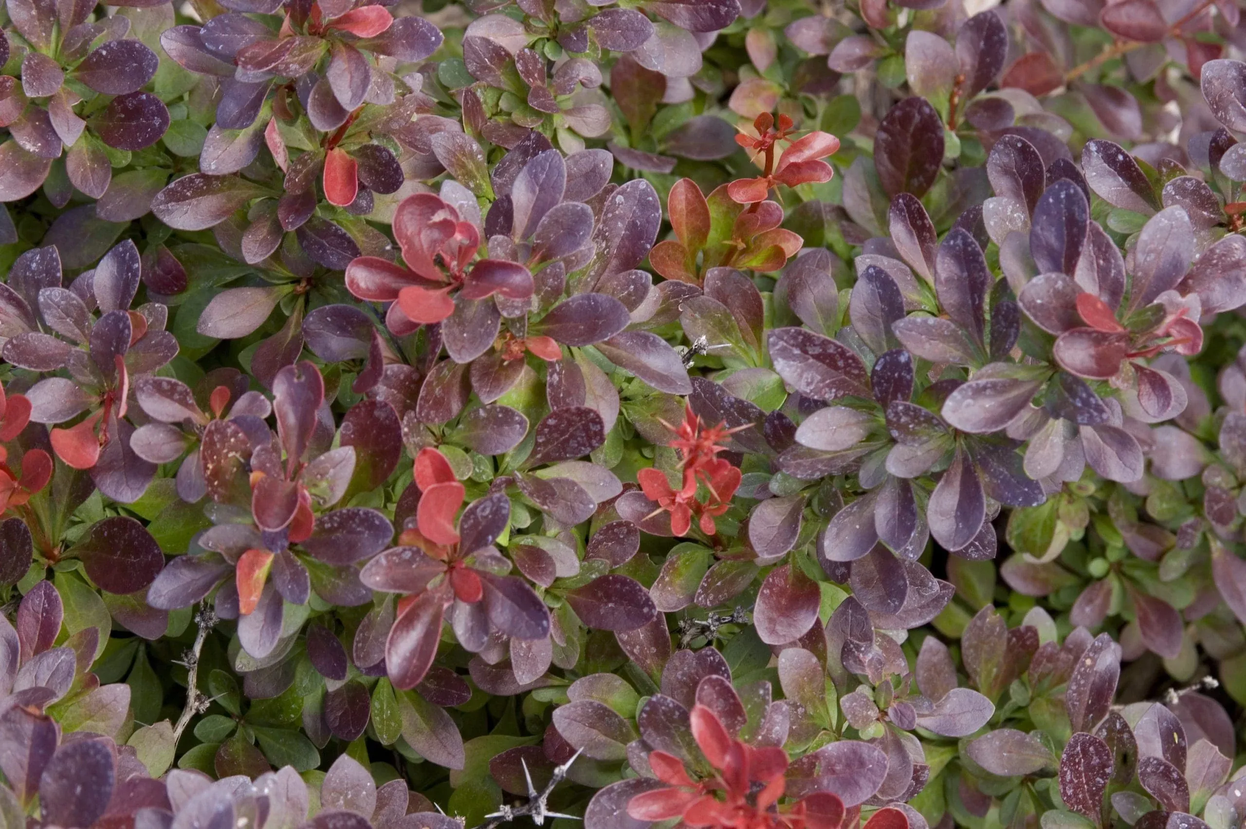 Cabernet Barberry