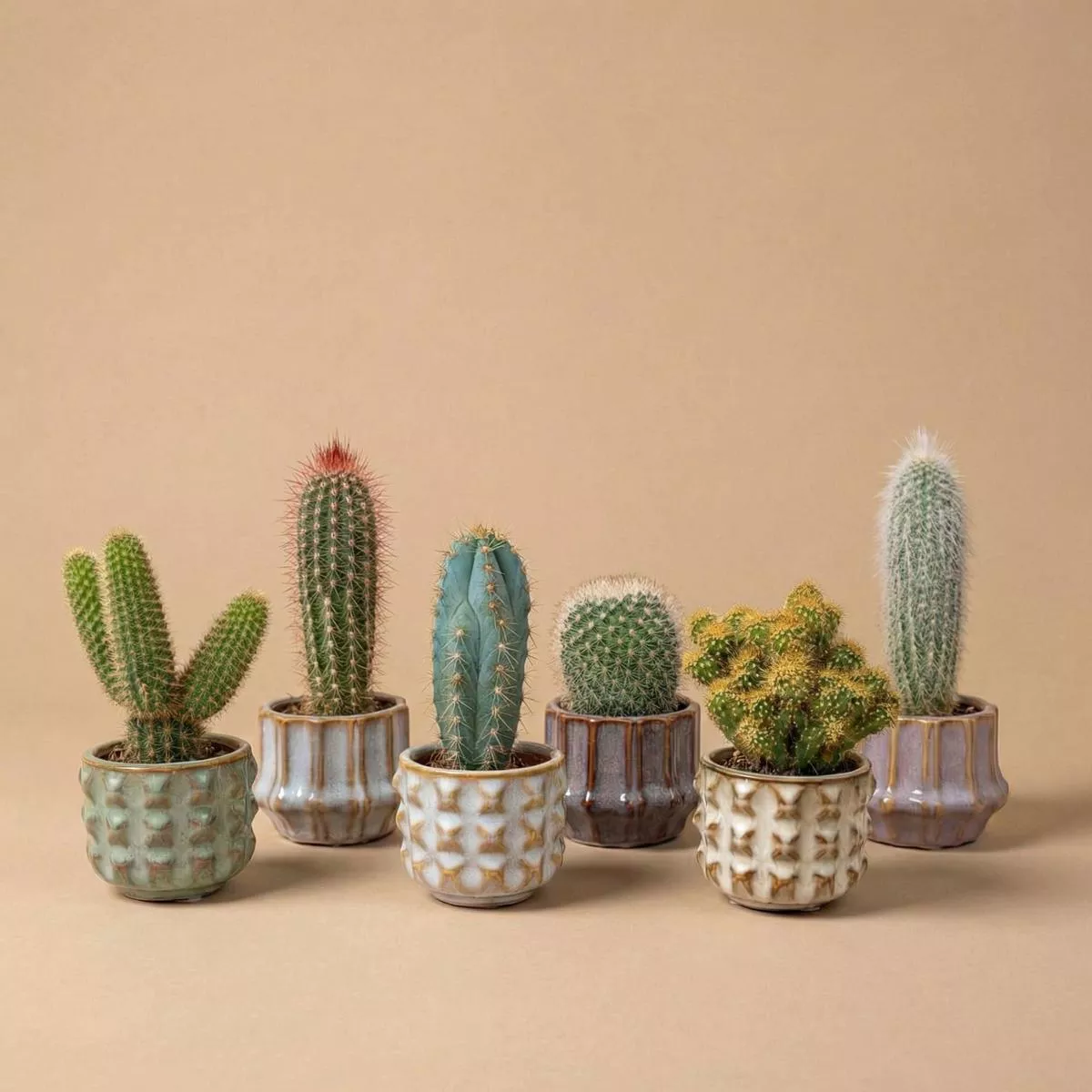 Cacti Set of 6 in Ceramic Mini Pot San Juan –812 cm