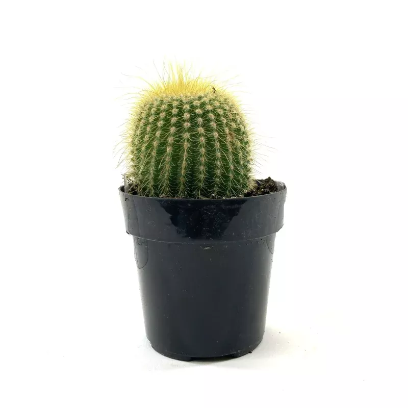 Cactus, 2.5in, Golden Ball