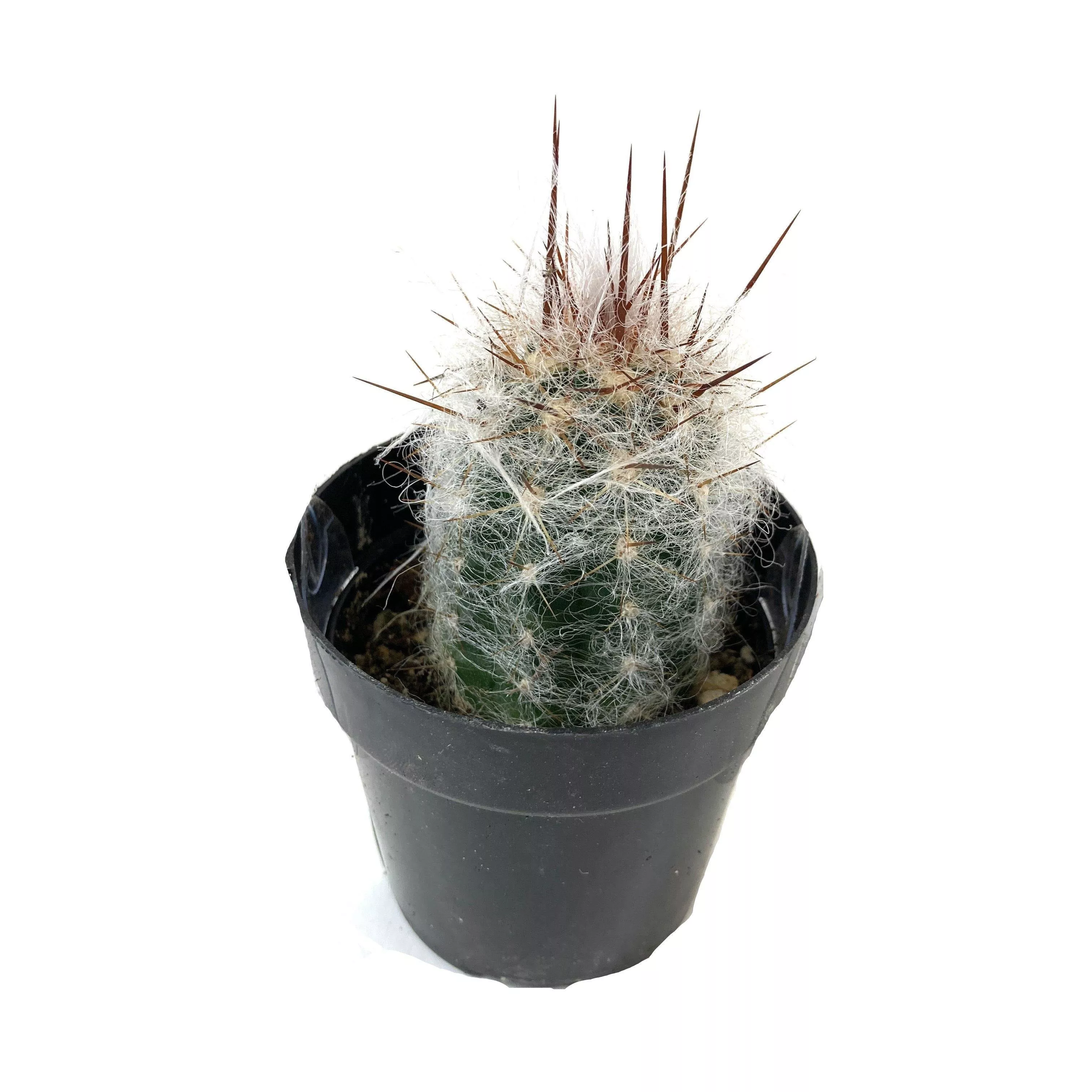 Cactus, 2.5in, Old Man of the Andes