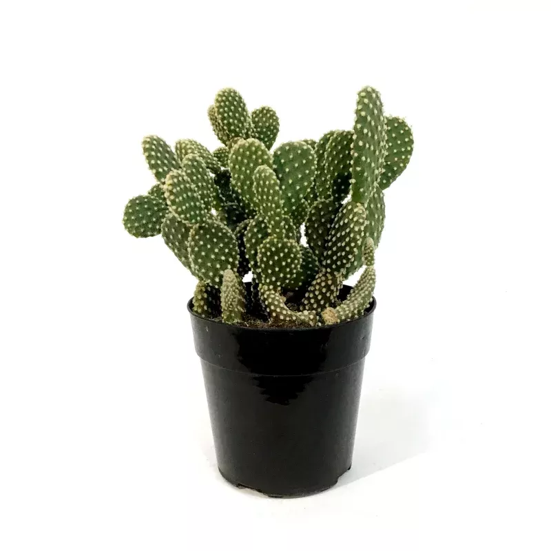 Cactus, 5in, Opuntia 'Honey Mike"