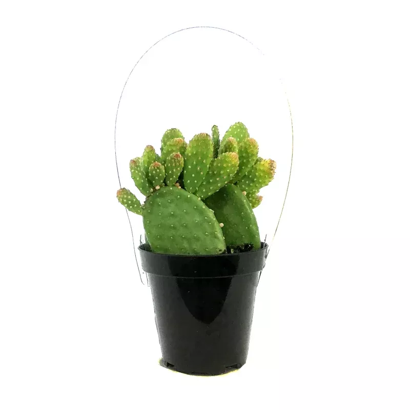 Cactus, 9cm, Monalisa