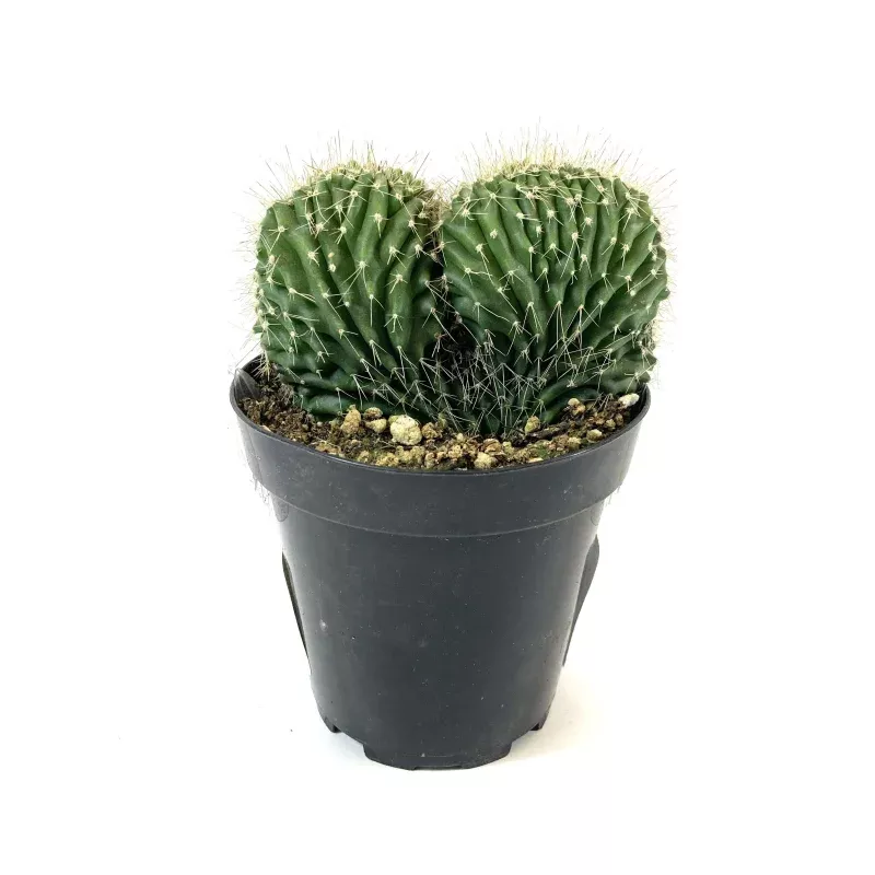 Cactus, 9cm, Neobuxbaumia Polylopha Cristata