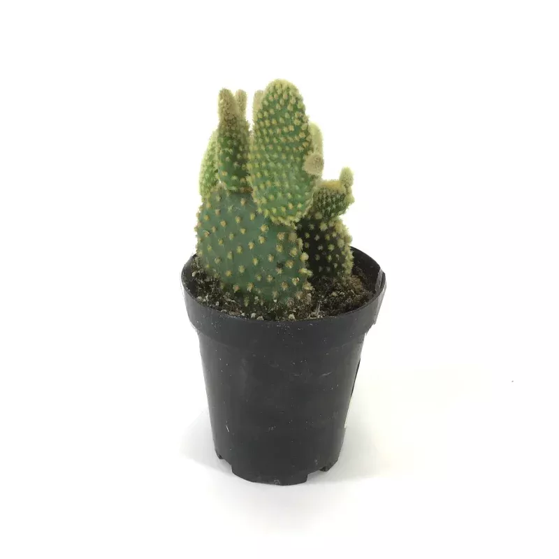 Cactus, 9cm, Opuntia microdasys 'Bunny Ears'