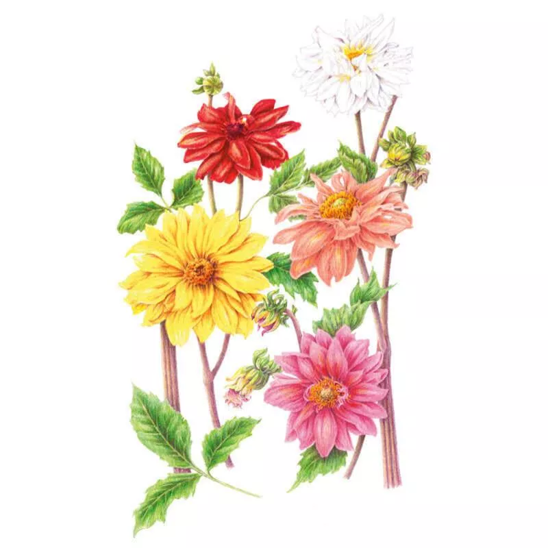 Cactus Flowered Blend Dahlia Seeds