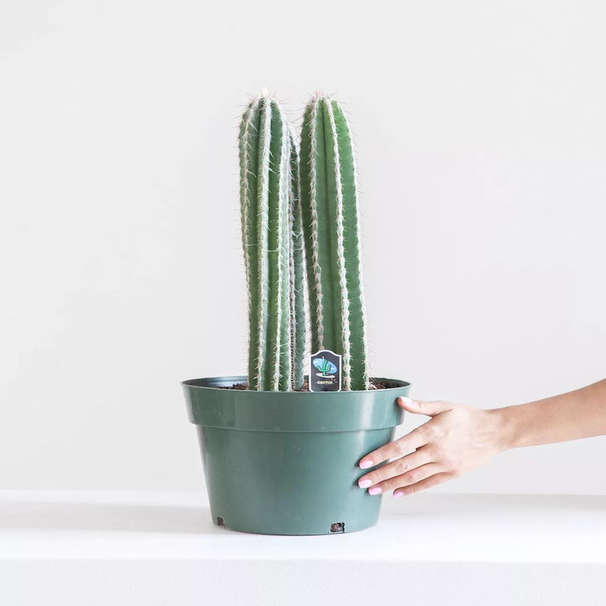 CACTUS ‘PERU’ 10″ grower pot