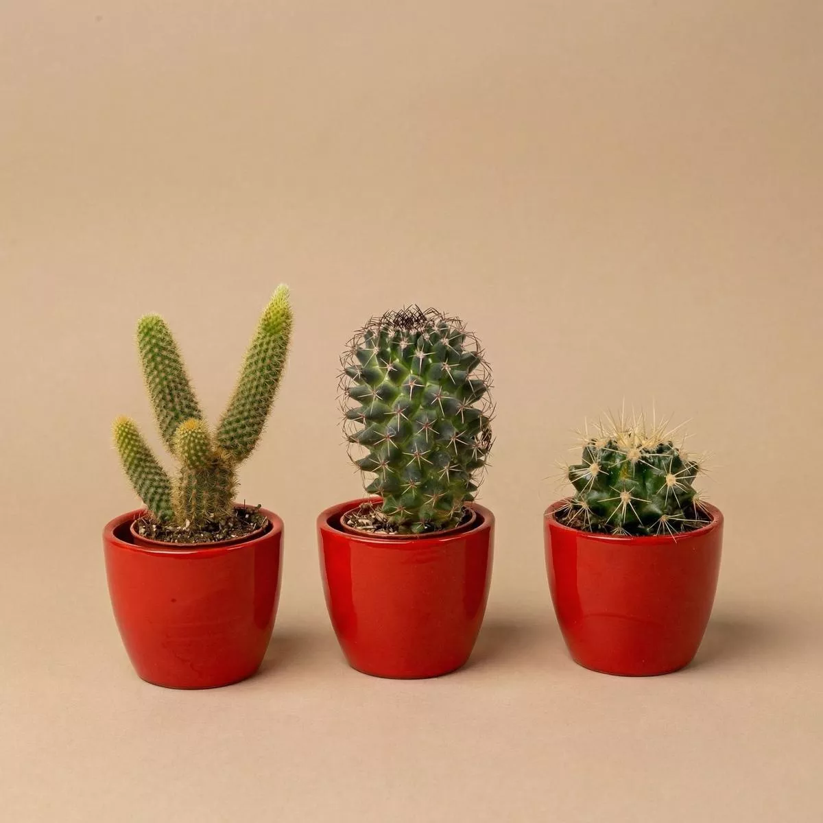 Cactus Set of 3 with Red Mini Pot – Mixed Live Cacti –812 cm