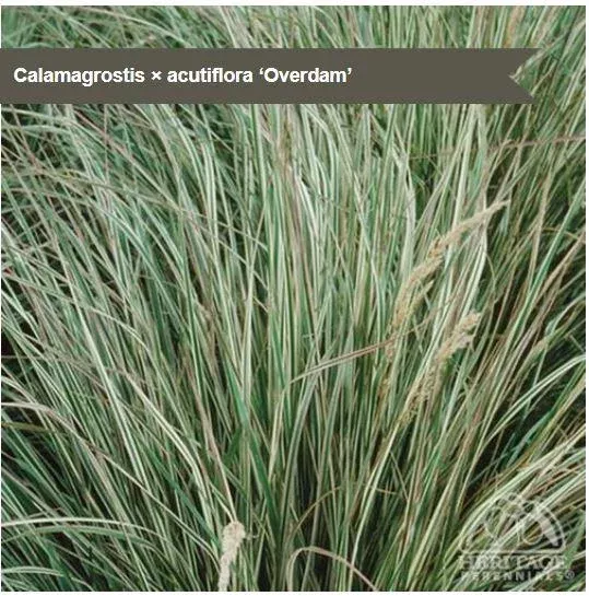 Calamagrostis Overdam