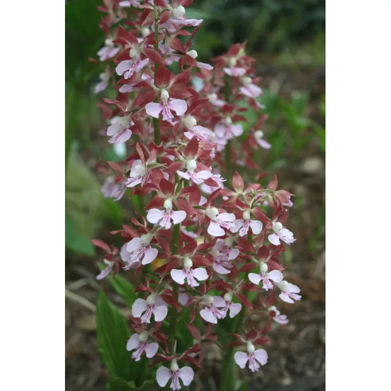 Calanthe Kozu Spice