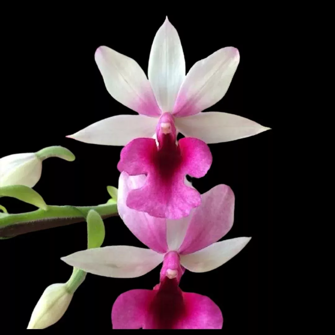 Calanthe Rose Georgene x Calanthe First Lady