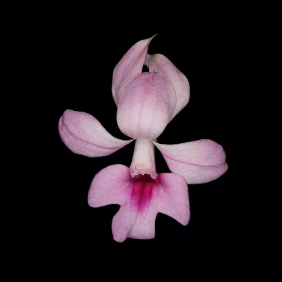 Calanthe rubens