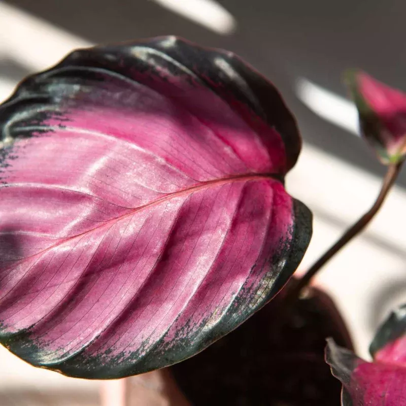 Calathea Rosy Purple Rose'
