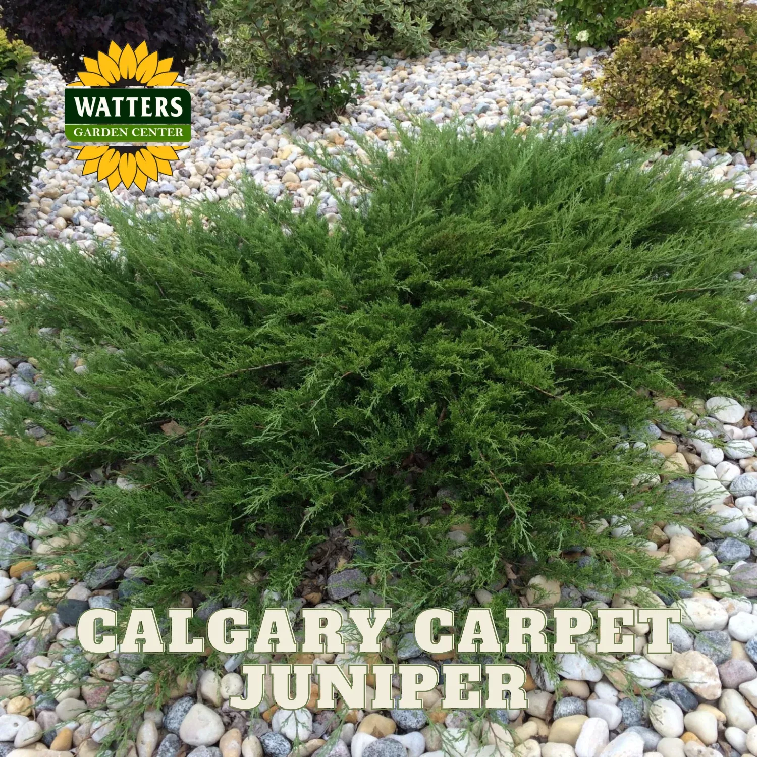 CALGARY CARPET JUNIPER 1gal