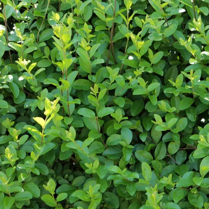 California Privet Shrubs