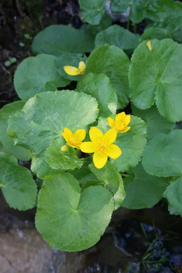 Caltha palustris