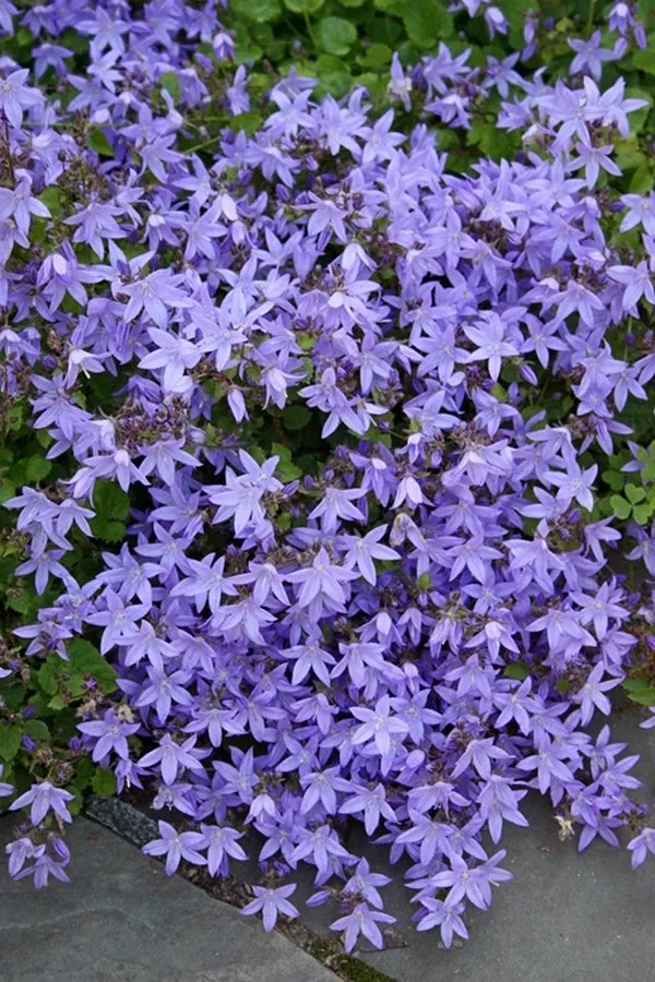 Campanula poscharskyana Camgood