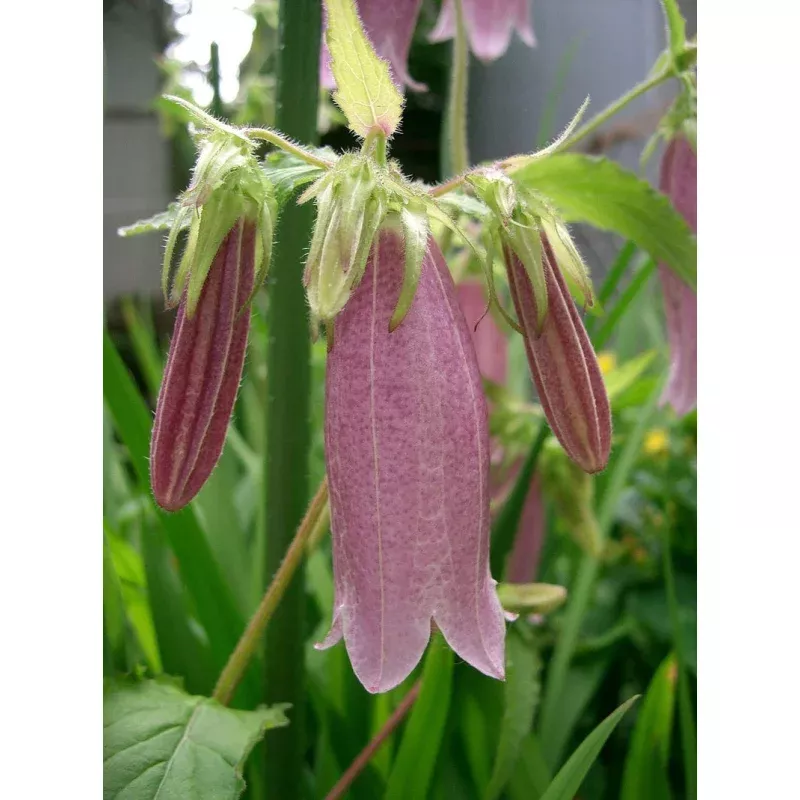 Campanula Punctata Starter Clump - Hardy Perennial for Zones 3-9 - Full Sun - Bareroot Plant