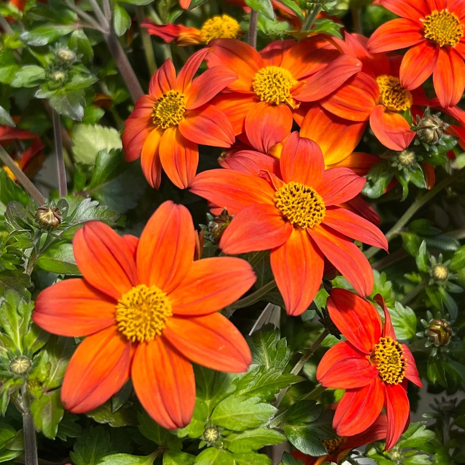 Campfire Flame Bidens