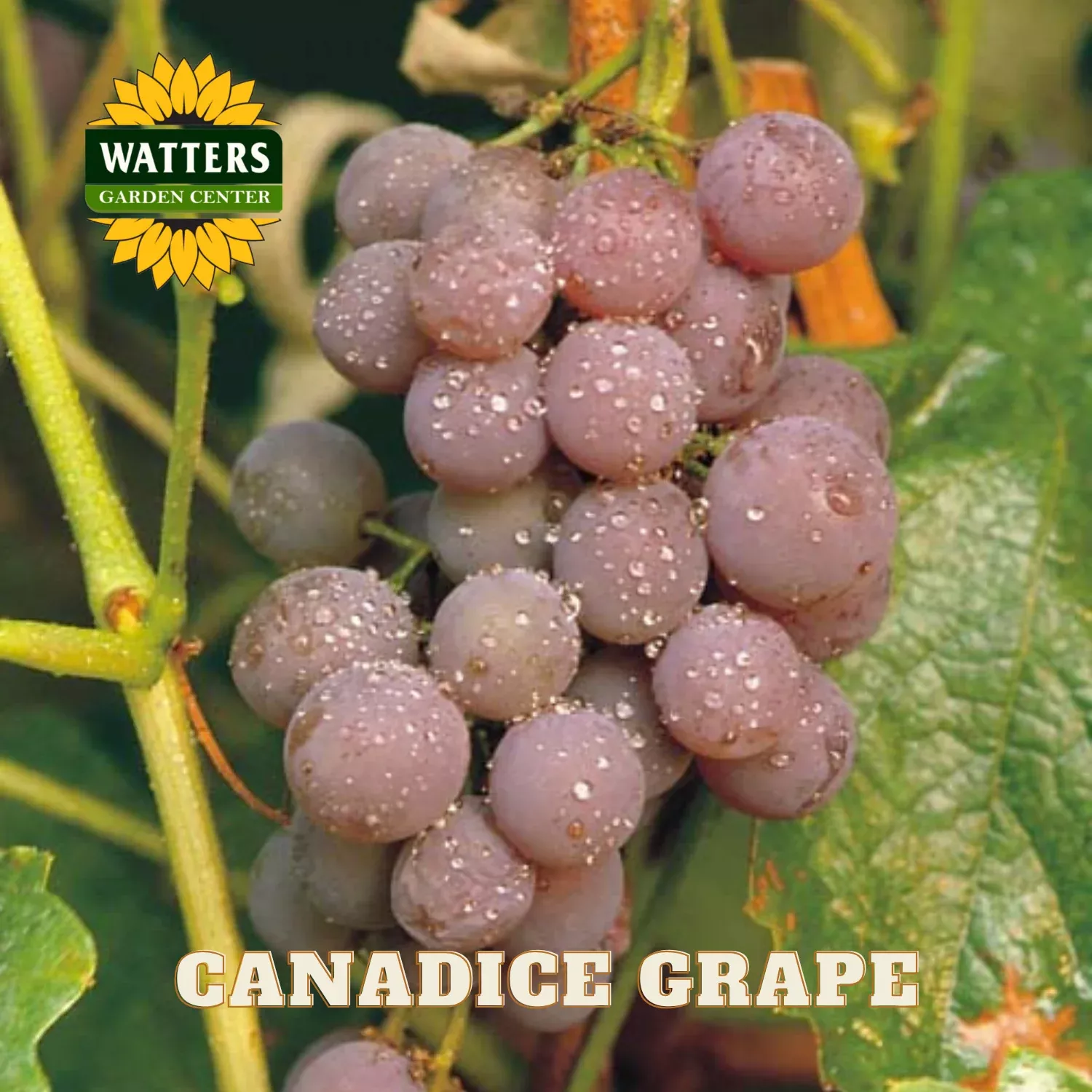 Canadice Grape (Vitis canadice ‘Canadice’) – 1 gallon