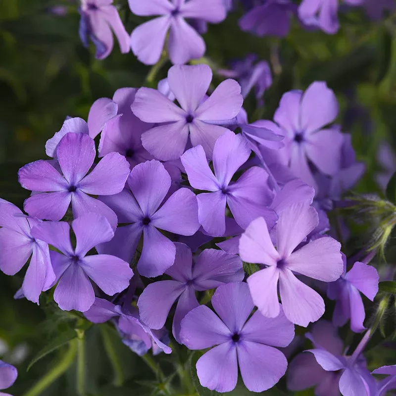 Candy Cloud Blue Creeping Phlox