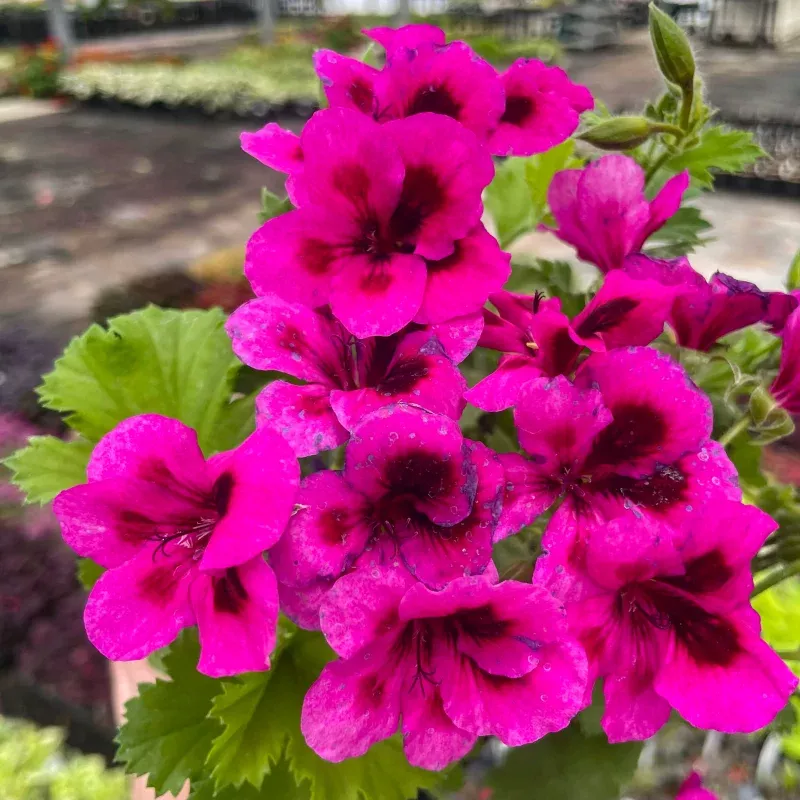 Candy Flowers Violet Regal Geranium