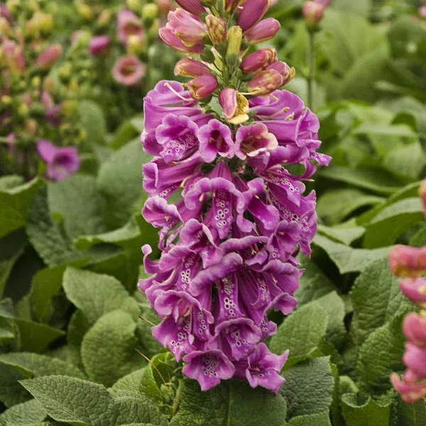 ‘Candy Mountain’ Foxglove