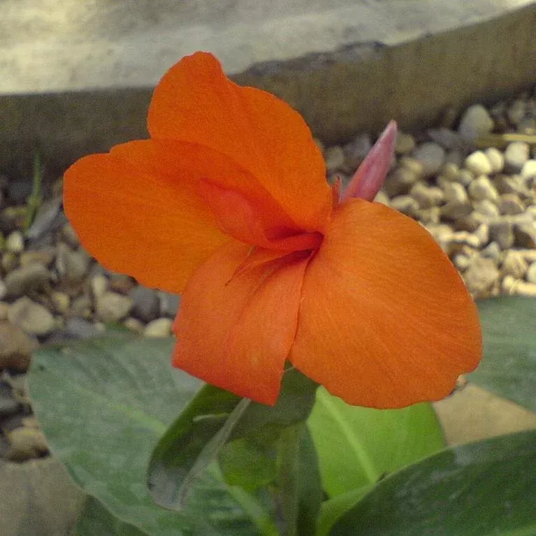 Canna Lily, Orange