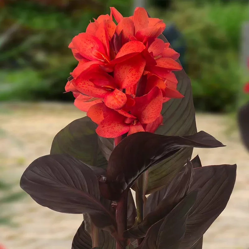CannaSol Happy Julia Canna Lily