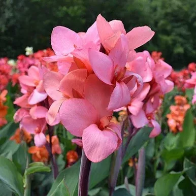 Cannova Mango Orange Canna