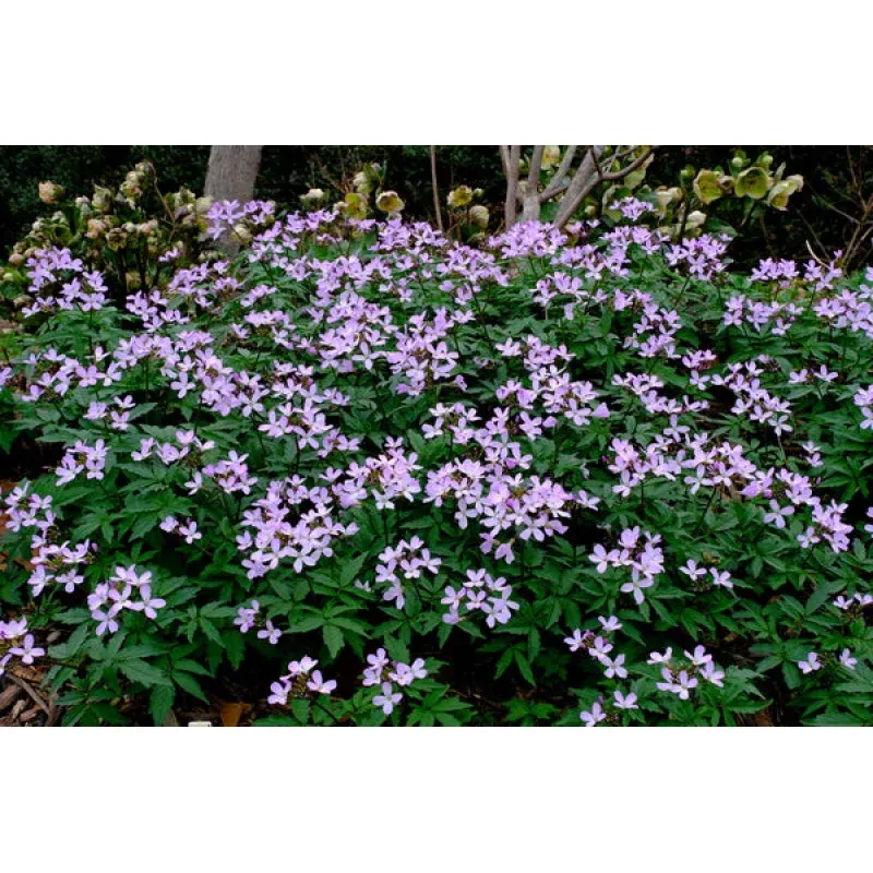 Cardamine quinquefolia