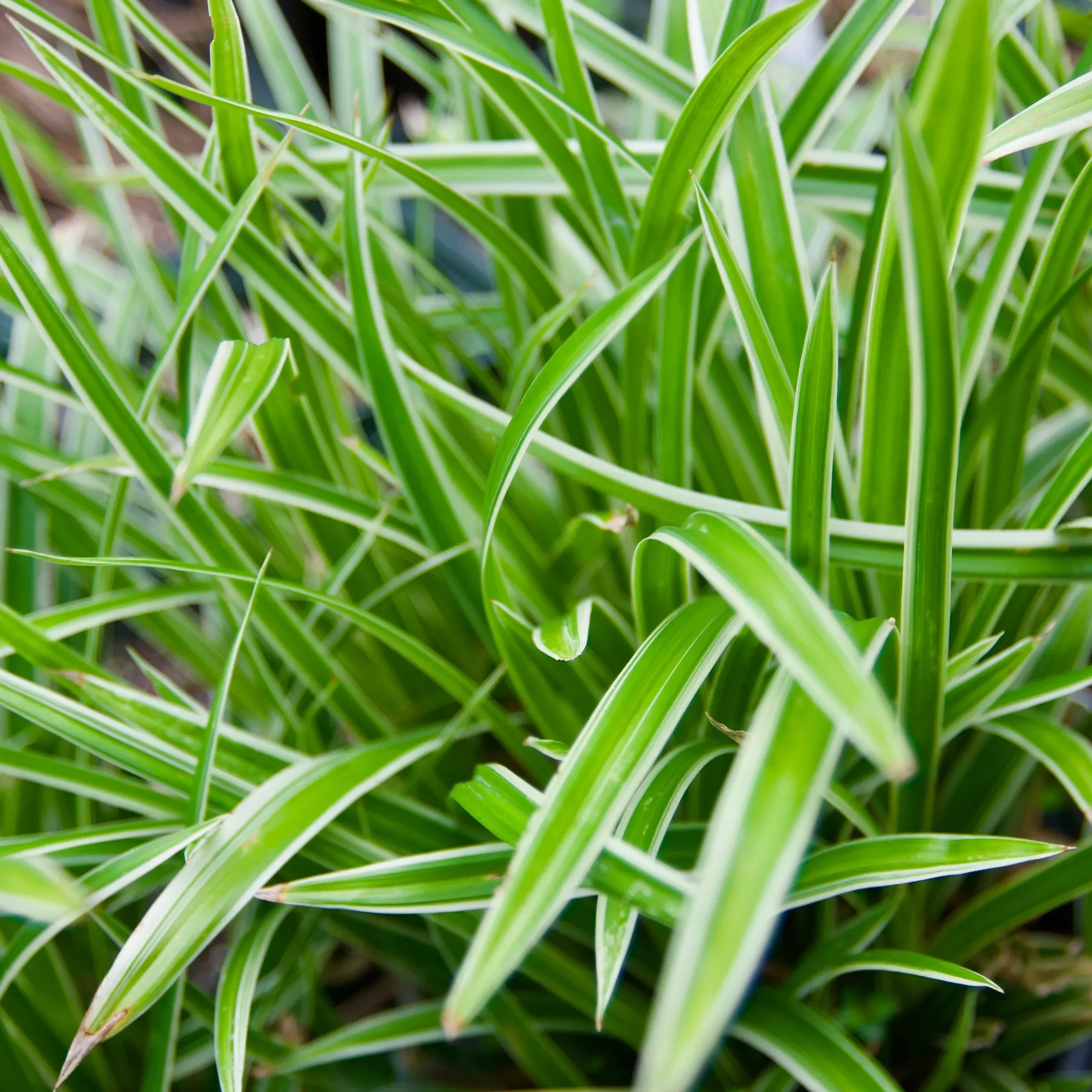 Carex morrowii ‘Variegata’