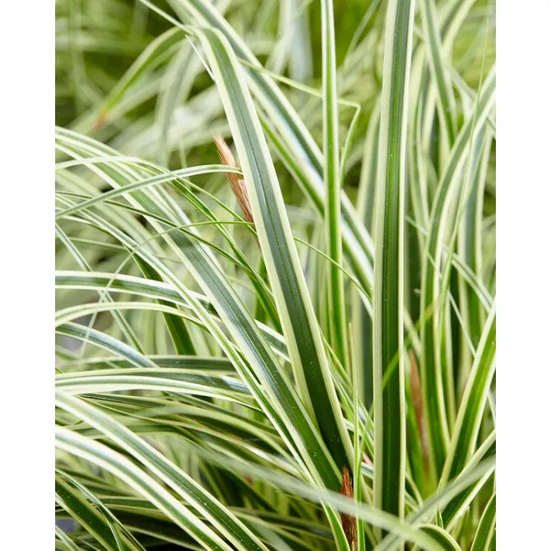 Carex oshimensis Evercream PPAF