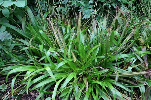 Carex plantaginea ‘Blue Ridge’