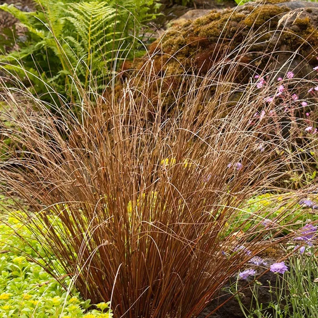 Carex Red Rooster