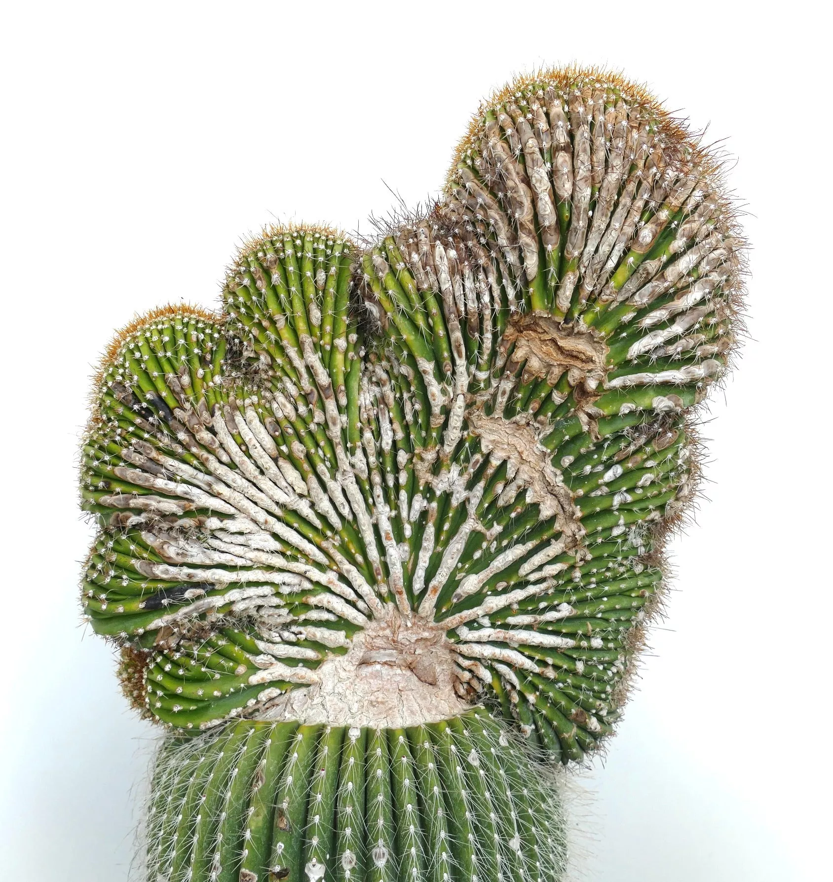 Carnegiea polylopha SAGUARO CRESTED 60x29cm