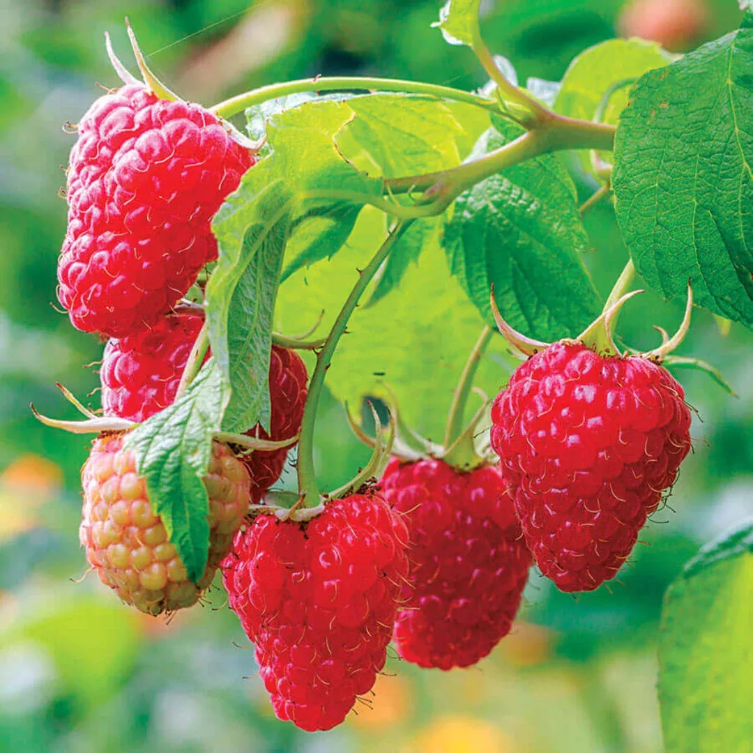Caroline Raspberry