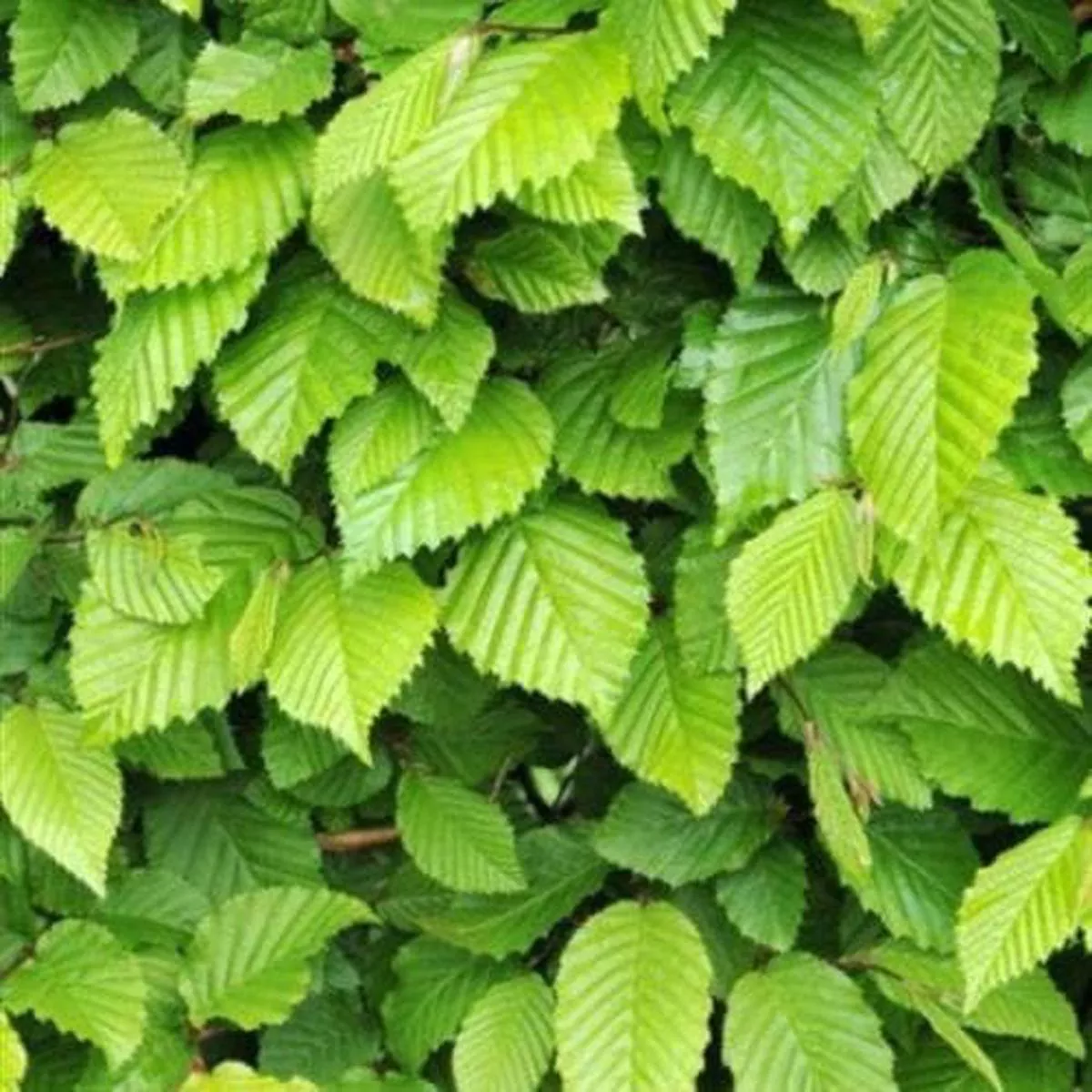 Carpinus betulus – Hornbeam Bareroot | 2-3ft