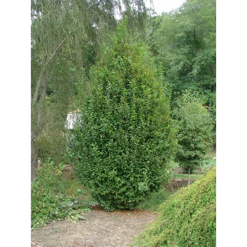 Carpinus betulus