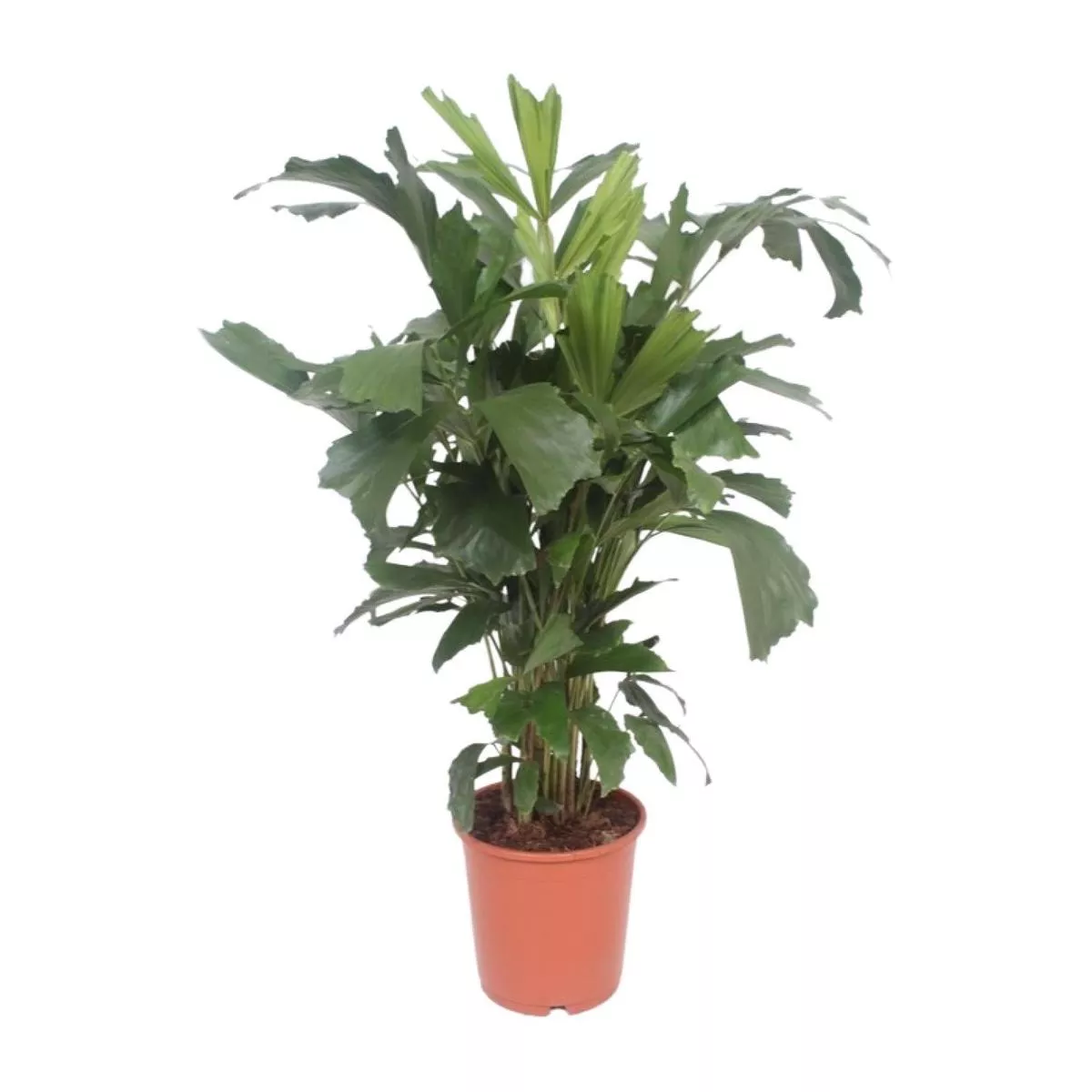 Caryota Mitis (Fishtail Palm)110 cm