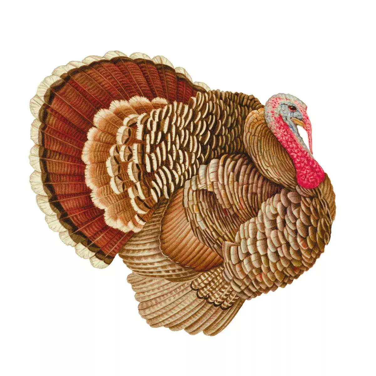 Caspari Paper Turkey Placemats
