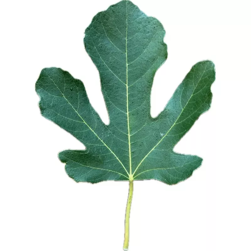Castelhana Preta Fig